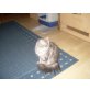 Annabell, Perser mit Nase - Katze