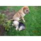 Annabell, Shar Pei Welpen - Hündin