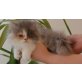 Annabell v.d.Persersymphonie, Perser - Katze