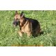 Annabella, Deutscher Schäferhund - Hündin