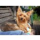 Anne, Yorkshire Terrier - Hündin