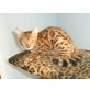 Annemarie, Bengalkatze - Katze