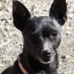 Annemarie ist eine liebe Hundedame, Mischling - Hündin