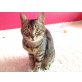 Annetta, Tiger - Katze