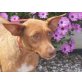Anni, Podenco - Hündin