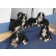 Anni von den Zusamauen, Berner Sennenhund Welpen - Rüde