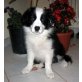 Annie, Border-Collie Welpen - Hündin