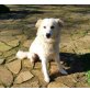 Annie, retriever-Mischling - Hündin