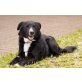 Anno, Border-Collie-Puli-Mix-Mischling - Rüde