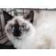 Annuccia, Birma-Langhaarmix - Katze