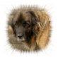 Anny, Leonberger - Hündin