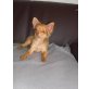 Anoki, Chihuahua langhaariger Schlag - Rüde