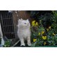 Anoki, Maine Coon - Kater