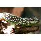 Anolis