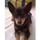 Anouk 2, Pinscher - Rüde