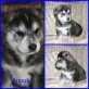 Anouk, Siberian Husky Welpen - Rüde