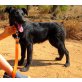 Ansa, Schäferhundmix - Hündin