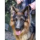 Antares, Altdeutsche Schäferhunde - Rüde