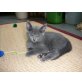 Antigone vom Blauen Glanz, Russisch Blau - Katze