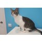 Antoine, lieber Schmuser - Kater