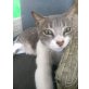 Antoine, lieber Schmuser - Kater