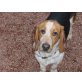 Anton, Basset-Mix - Rüde