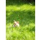 Anton, Chihuahua kurzhaariger Schlag Welpen - Rüde