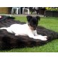 Anton, Jack Russel Mix Welpen - Rüde