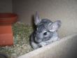 Anton, Kurzschwanzchinchilla - männlich