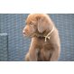 'Anton', Labrador Retriever Welpen - Rüde