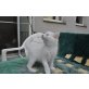 Anton, Maine Coon - Kater