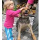 Anton, Schäferhund - Rüde
