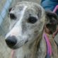 Antona, Galga (ca. 57 cm), kastriert, geb. 06/2011 - Hündin