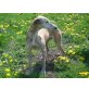 Antonia, Galga - Hündin