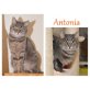 Antonia, Hauskatze - Katze
