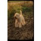 Antonia, Irish Soft Coated Wheaten Terrier - Hündin