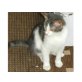 Antonio, Antonio sucht seine Menschen - Kater