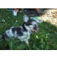 Antonio, Chihuahua langhaariger Schlag - Rüde