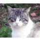 Antonio sucht seine Menschen, EKH-Mix-unkomplizert - Kater