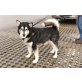 Antony, Alaskan Malamute - Rüde