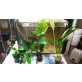 Anubias