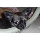 Anubis, Chihuahua langhaariger Schlag Welpen - Rüde