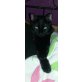 Anubis sucht DRINGEND ein neues Zuhause!!!, Thai - Kater