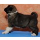 Anuk, American Akitas Welpen - Rüde