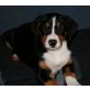 Anuk, Grosser Schweizer Sennenhund Welpen - Hündin
