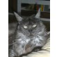 Anuk, Maine Coon - Katze
