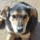 Anuk, Schäferhund Mix - Rüde