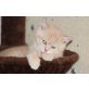 Anuk vom Purzels Hof, Ein kleines Bkh Käterchen in creme mit Ahnent - Kater