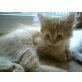 Anupis, Maine Coon - Kater