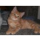 Anupis - Maine Coon Kater, Maine Coon - Katze